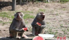 狒狒吃瓜qaq,揭秘狒狒的趣味生活瞬间