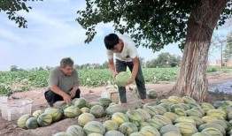 奉节陈某国吃瓜,陈某国引发的社区热议