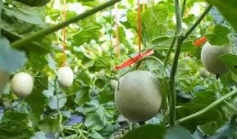 网纹瓜不甜怎么吃,网纹瓜不甜的创意食用攻略