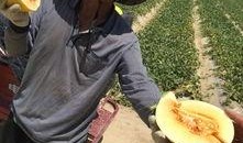 种树吃瓜,绿色生活，共享生态成果