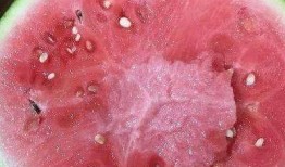 吃瓜和看瓜的区别在哪,揭秘两者之间的本质区别