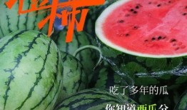 数码君pro吃瓜,揭秘吃瓜界的科技新宠