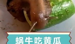 瓜哥吃瓜蜗牛是哪一集