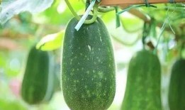 吃瓜qq圈吃瓜第一线,揭秘热门事件第一手资讯