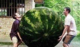 锦江之星吃瓜事件,一场酒店服务风波引发的舆论热议