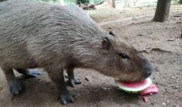 找瓜吃的动物,跟随找瓜动物的足迹