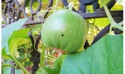 今夏吃瓜视频全集,盘点全网热门视频全集精彩瞬间