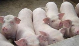 猪高烧吃生瓜好吗怎么吃,正确食用方法及注意事项