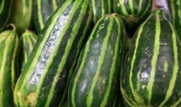 梢瓜孕期可以吃吗,梢瓜——孕妇的安心之选