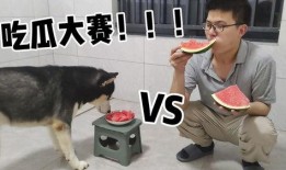 爆笑吃瓜羊,笑料横生的羊界奇遇记