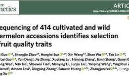 论文关于网络吃瓜,揭秘虚拟世界中的围观文化