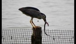 吃瓜的水鸟,水鸟视角下的瓜田奇观