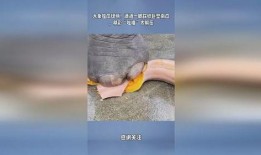 大象吃瓜现场视频,萌态百出，趣味横生