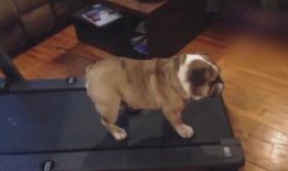 懒狗吃瓜,揭秘娱乐圈幕后故事