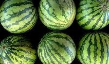 中国吃瓜大省,揭秘美食盛地的独特魅力