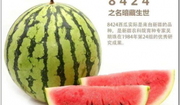 子林博雅瓜吃瓜,瓜中珍品，品味非凡