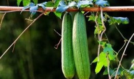 立秋常吃三瓜,养生必备——常吃三瓜，健康一整秋