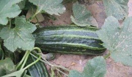 英国瓜哪里吃,探寻最佳食用时刻与方式