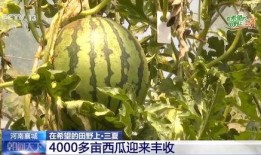 蒙阴垛庄吃瓜,瓜果飘香，品味田园生活新风尚