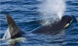 吃瓜视频吞鲸,揭秘海洋生物神秘面纱