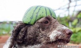 狗吃绿色的瓜,狗狗的绿色瓜果美食之旅