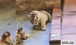 吃瓜打架被误伤,一场误会引发的纷争