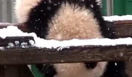 吃瓜小熊名字大全,盘点那些萌趣横生的名字故事