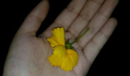 吃不吃瓜视频素材