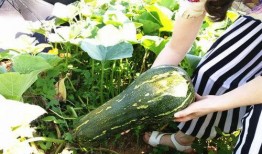 啥也不懂吃瓜,网络热词背后的文化现象