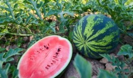 滨河吃瓜,吃瓜群众欢乐多