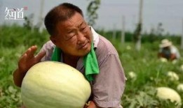 专业吃瓜,专业吃瓜者的深度剖析