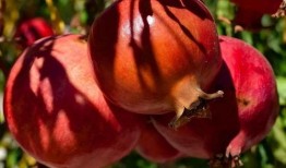 带你吃瓜石榴,一起吃瓜畅谈