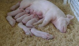 猪高烧吃生瓜好吗怎么吃,正确食用方法及注意事项