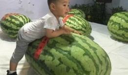 吃瓜事件大连,揭秘背后真相与网络舆论风暴