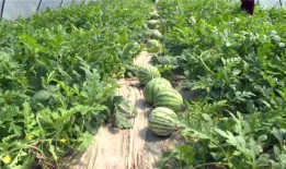 邯郸吃瓜事件视频最新,揭秘网络热议背后的真相