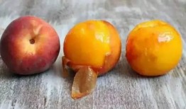 带你吃瓜石榴,一起吃瓜畅谈