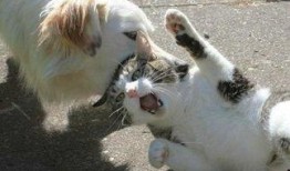 猫看人打架吃瓜视频,围观人打架的萌态瞬间