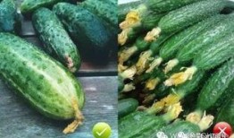 小瓜花可以吃吗,揭秘其可食用之谜