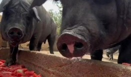 猪吃的瓜,田园生活乐无边