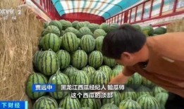 西固吃瓜,一场夏日里的欢乐盛宴