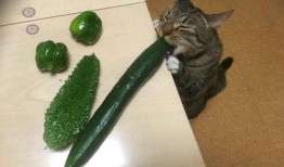 猫吃瓜图片大全,猫咪吃瓜瞬间大盘点