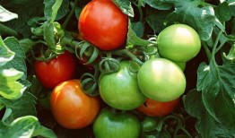 吃瓜有料番茄小说,番茄小说中的悬疑世界揭秘