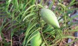 平泉吃瓜,揭秘当地特色美食背后的故事