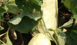 别的瓜可以吃吗,从“别的瓜可以吃吗”看生活中的幽默与智慧