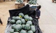 南宁兴安吃瓜事件,一场引发热议的街头冲突