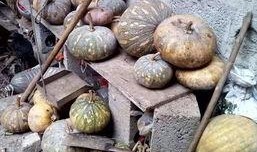 巧家吃瓜,探寻地方特色美食的乐趣与魅力