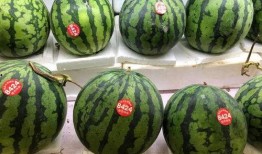 专业吃瓜,专业吃瓜者的深度剖析