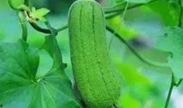 吃瓜念什么好处