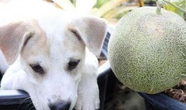 狗可以吃哈密瓜嘛,哈密瓜，狗狗的夏日美味吗？