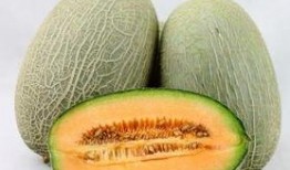 吃头孢能吃哈密瓜,揭秘抗生素与水果的饮食禁忌